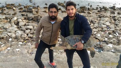 صاحب محل سمك بالسويس يعيد سلحفاة بحرية إلى بيئتها الطبيعية 