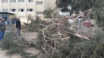 بسبب سوء الاحوال الجوية.. سقوط شجرة ضخمة على سيارة نقل بطريق طنطا الإسكندرية
