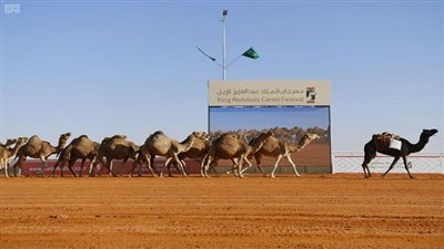 مشاركة مصرية بارزة في مسابقات الهجن بمهرجان الملك عبدالعزيز للإبل