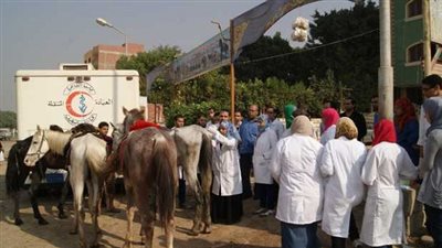 حملات بيطريه بالمجان على قرى ومراكز الدقهلية.. غداً