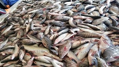 إطلاق 604 ألف ذريعة أسماك ببحيرة الريان بالفيوم لرفع المستوي المعيشي لسكان المنطقة