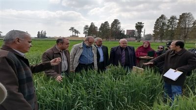 الزراعة تطمئن على الحالة المرضية لمحصول القمح بمحافظة الشرقية