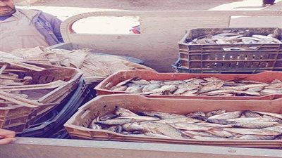 تموين الفيوم: ضبط اسماك زريعة محظور صيدها بيوسف الصديق