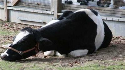 إشاعة انتشار أمراض وبائية بين الماشية