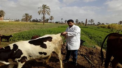  تحصين 400 ألف رأس ماشية ضد الجلد العقدي وجدري الأغنام  خلال ثلاثة أيام