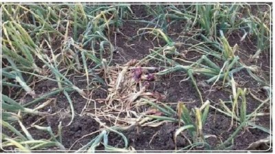 أشتعال الغضب بين فلاحي الدقهلية بسبب فساد محصول البصل