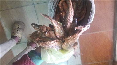 ضبط ٧٧٠ كيلو فسيخ غير صالح للاستهلاك بالإسكندرية