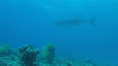  إسرائيليون يعثرون على قرش الحوت في خليج إيلات