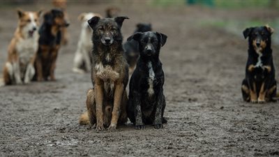 ضجة في دولة خليجية بسبب 