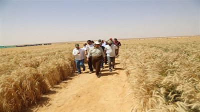 وزير الزراعة يفتتح موسم حصاد القمح بمشروع غرب غرب المنيا