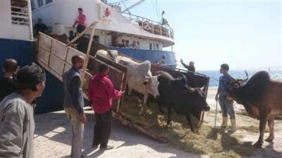 اليوم.. تداول 1341 رأس عجول حية بموانىء البحر الاحمر