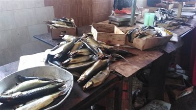 الصحة: إعدام 12 طن أسماك مملحة ومدخنة فاسدة