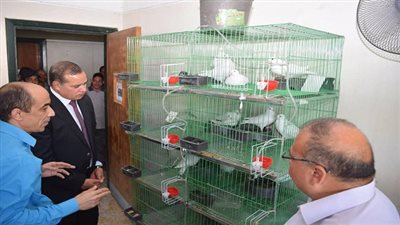 بالصور.. أول وحدة لإنتاج الحمام على مستوى الصعيد بسوهاج