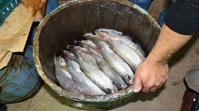 مصادر 6 أطنان أسماك فاسدة قبل بيعها للمواطنين في الإسكندرية