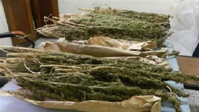 ضبط مسجل خطر بحوزته 26 لفافة بانجو فى البساتين