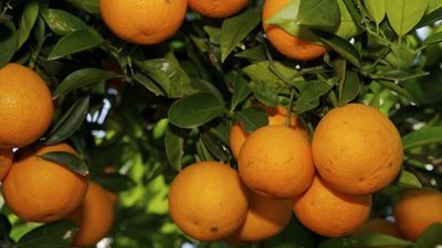 ارتفاع صادرات مصر من البرتقال لـ1.555 مليون طن وجارى الشحن