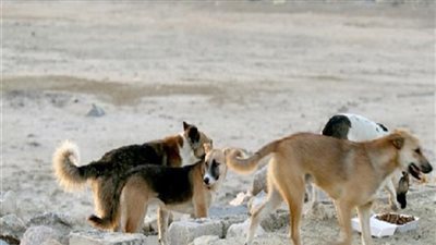 استغاثة للحكومة.. الكلاب الضالة تحاصر أهالي بالدقهلية