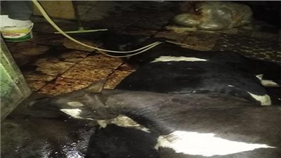 ضبط جزار ذبح مواشي نافقه وباعها للمواطنين بالغربية