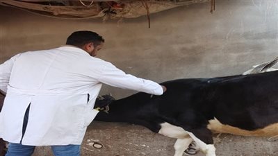 الزراعة: تحصين 384 ألف رأس ماشية ضد مرض الحمي القلاعية في ثلاث أيام
