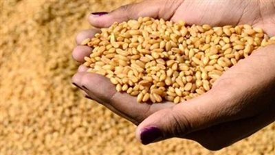 هيئة السلع التموينية تتعاقد على شراء 240 ألف طن قمح مستورد