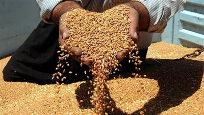 الحكومة: رصيد القمح يكفى 4 أشهر والسكر 7 أشهر