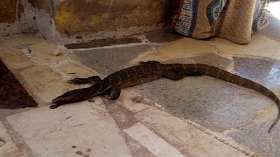 ظهور حيوان كبير زاحف على الزراعات بسوهاج