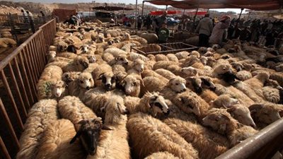 متحدث الزراعة: ندعو المواطنين بذبح الأضحى داخل المجازر الآمنة والتى تخضع للإشراف البيطرى