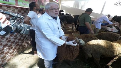 الزراعة تنظم حملات مكثفة على شوادر وأماكن بيع الأضاحى