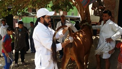 تحصين 84 ألف رأس ماشية ضد الحمى القلاعية والوادي المتصدع بسوهاج