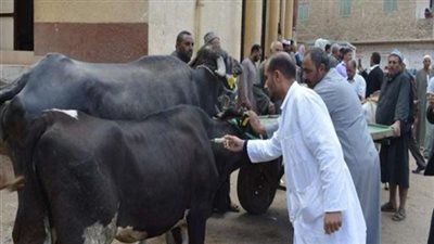 الزراعة: تحصين أكثر من 2.7 مليون رأس ماشية ضد مرض الحمي القلاعية حتى الان