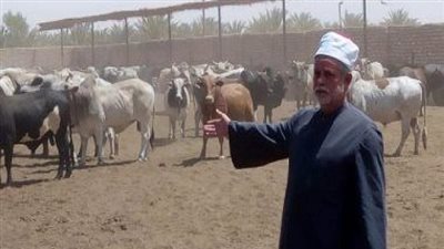 الأوقاف: مليون أسرة تستفيد من مشروع صكوك الأضاحي