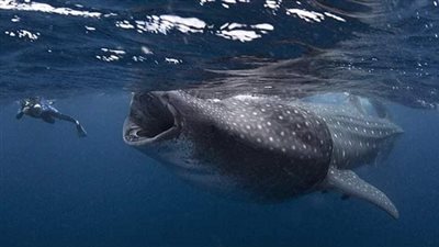 ظهور أكبر سمكة قرش فى العالم جنوب مرسى علم