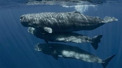 البيئة: ظهور الحوت بالقرب من الساحل الشمالي طبيعي بسبب البحث عن الغذاء