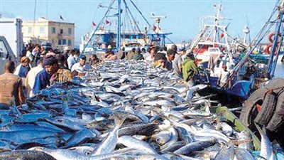 غداً.. إفتتاح موسم الصيد بخليج السويس بعد توقف خمسة أشهر