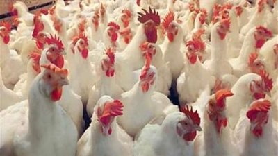 الزراعة: خفض نسبة استيراد الدواجن لحماية المنتجات المصرية الأخرى.. فيديو