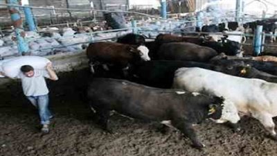 وصول ٤٤١ رأس عجول حية لسفاجا قادمة من السودان