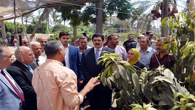محافظ القليوبية يتفقد احدى مزارع المانجو والنخيل على مساحة 38 فدان بالقناطر الخيرية 