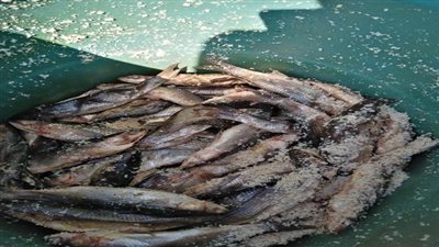 الصحة: ضبط  20 طناً من الفسيخ 