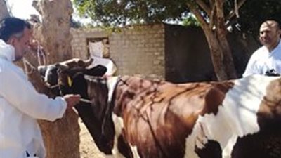 محافظ الدقهلية: تحصين 46 ألف رأس ماشية 