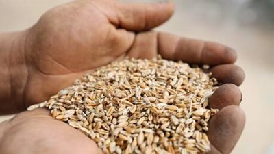 احتياطي مصر من القمح.. كم من الوقت يكفيها؟