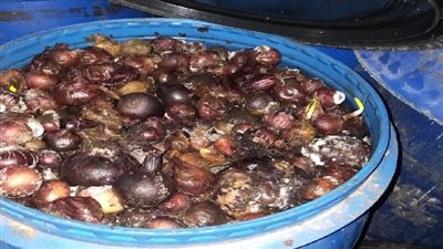 الصحة: ضبط وإعدام 498 طن أغذية فاسدة بالبحيرة فى 4 أيام