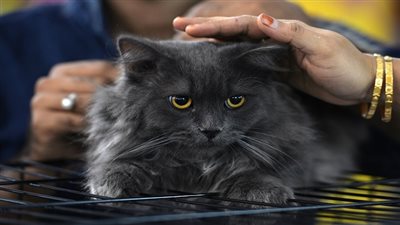 إصابة أول قطة بفيروس كورونا فى بلجيكا