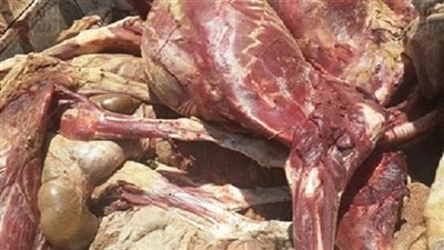 ضبط 6 أطنان لحوم فاسدة داخل ثلاجة في مصر القديمة