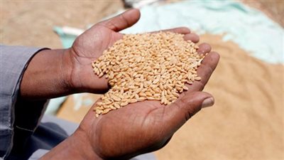 وزير التموين: استلام مليون طن قمح محلى خلال أسبوعين من بدء التوريد