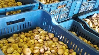 الصحة: ضبط وإعدام ٣٠ طن أغذية متنوعة وياميش رمضان غير صالح للاستهلاك الآدمي 