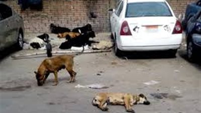 القضاء الإدارى يرفض دعوى 