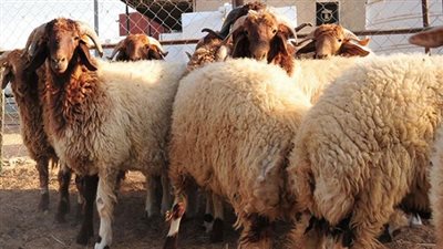 صكوك أضاحي الأوقاف تتجاوز الـخمسة ملايين الأولى.. تعرَّف على المديريات الأكثر تحصيلًا