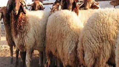 أوقاف القاهرة تحقق ٥٠٠ صك في نصف يوم تقريبا وتصل للألف صك السادسة 