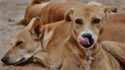 بأمر رئاسي.. دولة تأكل الكلاب