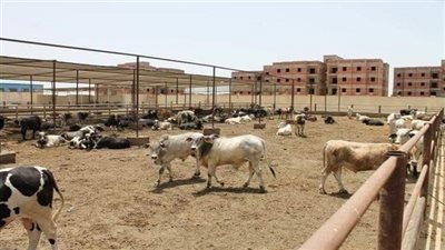 الحكومة تعلن تأسيس شركة مساهمة مصرية سودانية لتسمين وإنتاج المواشى